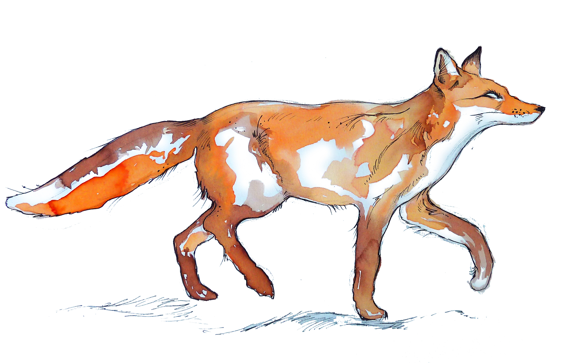 batty island sketches fox small